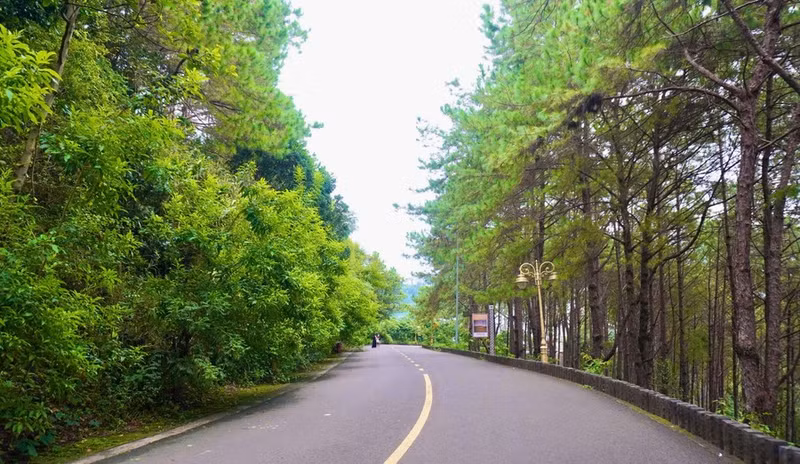 La route sinueuse traversant la pinède mène à Bien Ho et crée un espace frais et paisible. Photo : Hoang Hoai