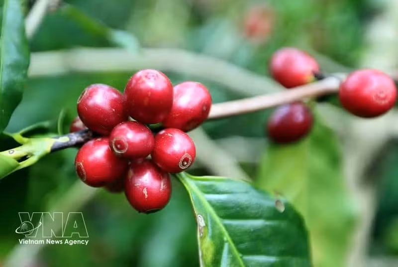 Au cours des neuf premiers mois de 2026, le Vietnam a exporté environ 1,4 million de tonnes de café, pour une valeur de 6,54 milliards de dollars. Photo : VNA.