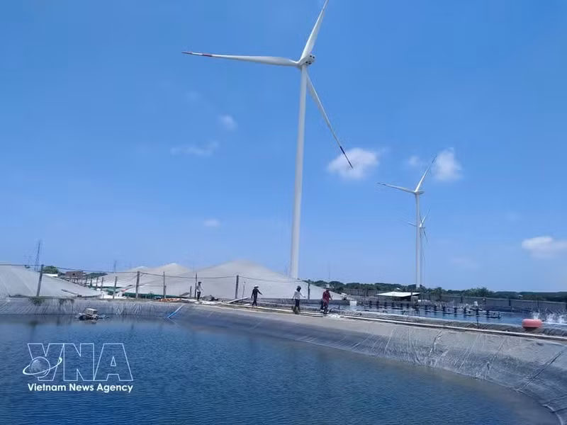 Développement de la crevetticulture de haute technologie et de l'énergie éolienne dans la commune de Thanh Hai, province de Vinh Long. Photo : VNA.