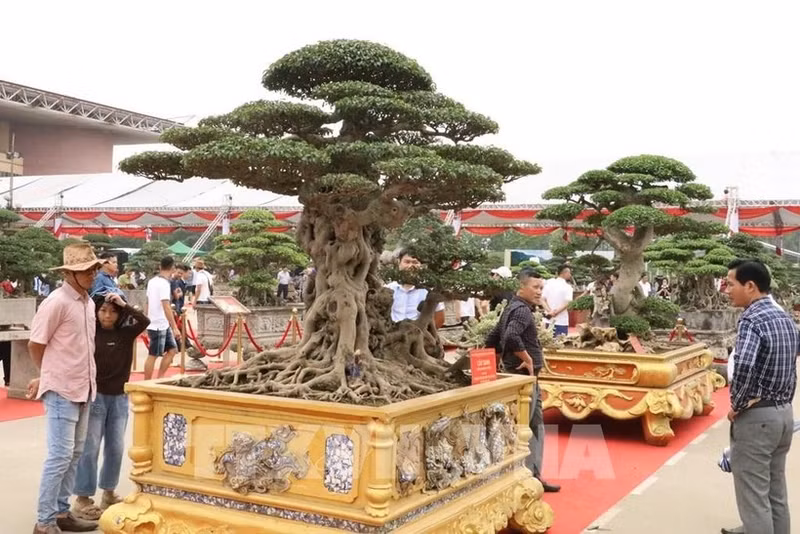 Les espaces d’exposition consacrés aux fleurs, plantes et organismes d’ornement, emblématiques du printemps et de la culture du Têt, seront renforcés à la première Foire du Printemps 2026. Photo : VNA.