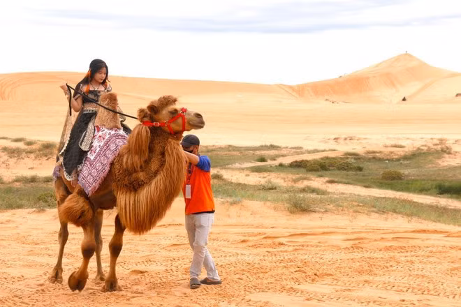 Balade à dos de chameau dans les dunes de Bau Trang (commune de Hoa Thang), dans la zone touristique nationale de Mui Ne. Photo : VNA