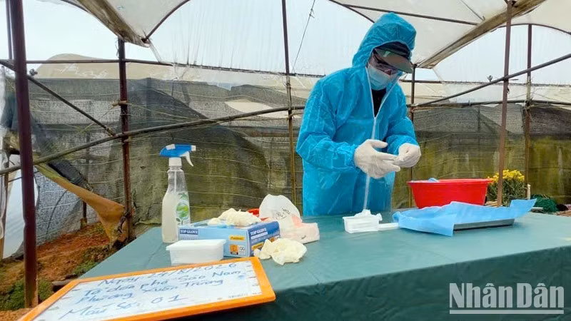 Les autorités compétentes prélèvent des échantillons biologiques destinés à l’analyse ADN des restes du soldat tombé pour la Patrie récemment retrouvés dans le quartier de Xuan Truong-Da Lat. (Photo : Dam Trong)