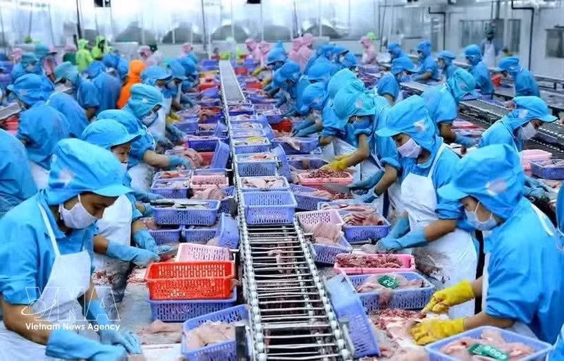Entreprise vietnamienne spécialisée dans la transformation de produits aquatiques destinés à l’exportation vers la Nouvelle-Zélande. Photo d’illustration : VNA.
