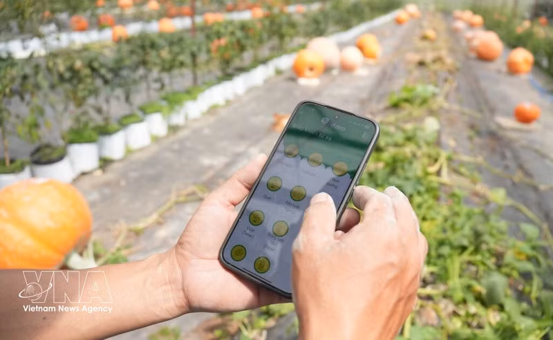 Accélération de l’application des sciences et des technologies dans la production agricole. Photo : VNA.