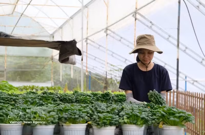 Récolte de légumes dans une exploitation agricole sous serre certifiée VietGAP à Da Lat, destinés aux marchés national et international. Photo : VNA.