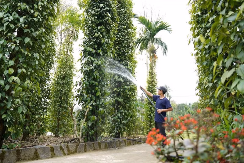 tieu-2.jpg