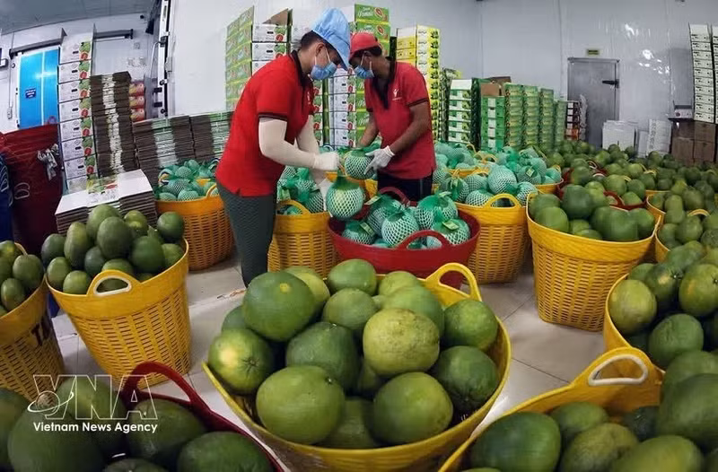 Des pomelos sont conservés au sec avant leur conditionnement pour l'exportation dans l'usine de Vina T&T Group, dans la province de Vinh Long. Photo : VNA