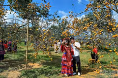 Les vergers chargés de kakis mûrs renforcent l’attrait touristique de Moc Chau au cours des derniers mois de 2026. Photo : NDEL.