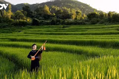 À l’automne, lorsqu’on arrive à Luc Hon, ce sont d’abord les rizières en terrasses qui retiennent l’attention des visiteurs, leurs teintes évoluant progressivement du vert au jaune éclatant. Les plus belles se trouvent dans les villages de Cao Thang, Khe O et Ngan Pat, où les parcelles s’étagent entre environ 300 et plus de 600 mètres d’altitude sur le versant ouest du mont Cao Xiem. Photo : VOV