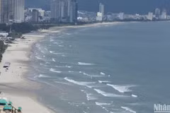 La plage de My Khe (Da Nang), une destination prisée pour la détente et la baignade, s’étend sur environ 900 mètres et se distingue par sa longue plage de sable propre. Photo : NDEL.