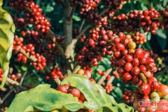 Les produits de café Gia Lai sont désormais disponibles dans plus de 60 pays et territoires. Photo : congthuong.vn