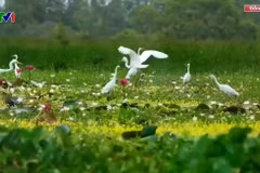 Dans le parc national de Tram Chim. Photo : vtv.vn