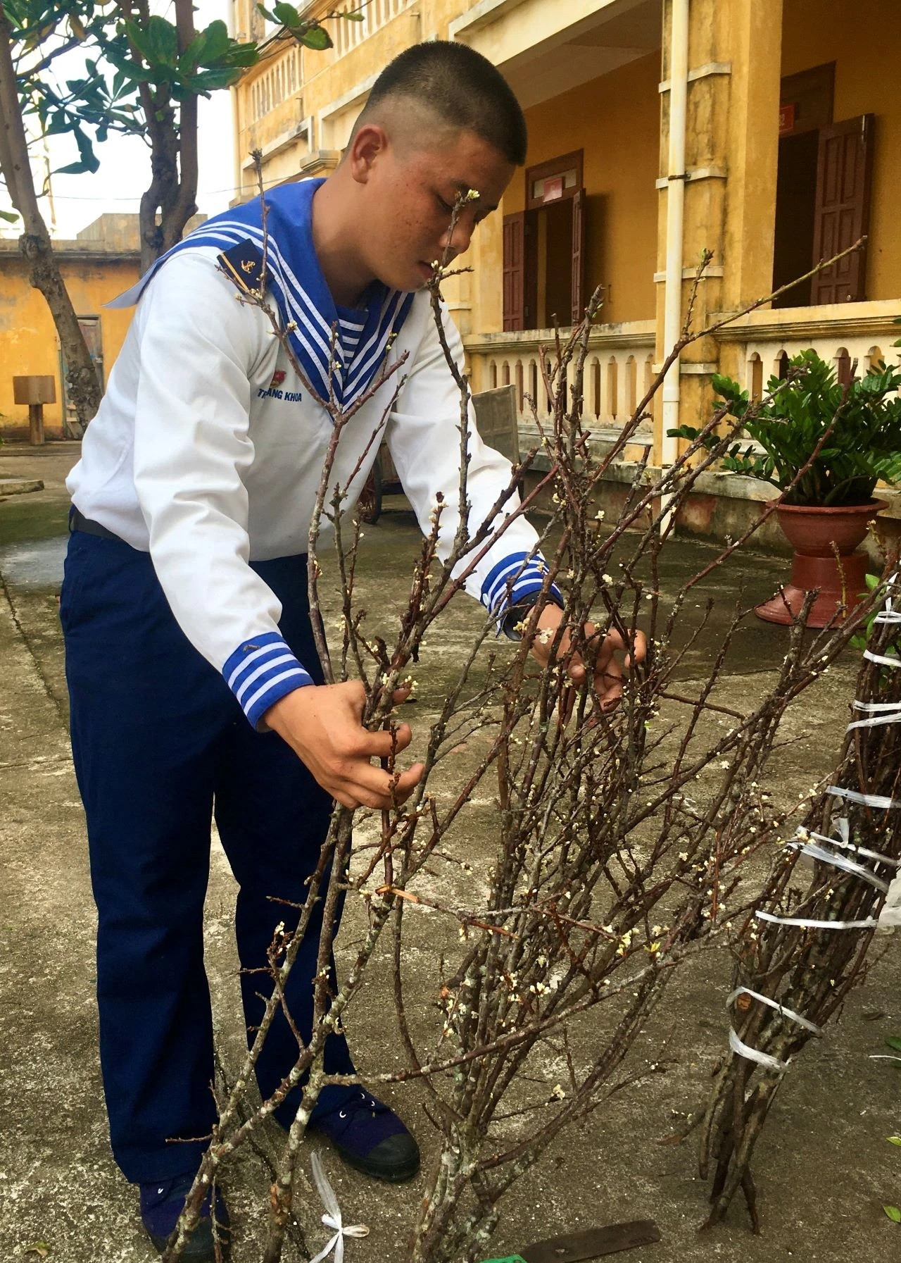 Des branches de pêcher du Têt envoyées du continent. Des branches de pêcher du Têt envoyées du continent.