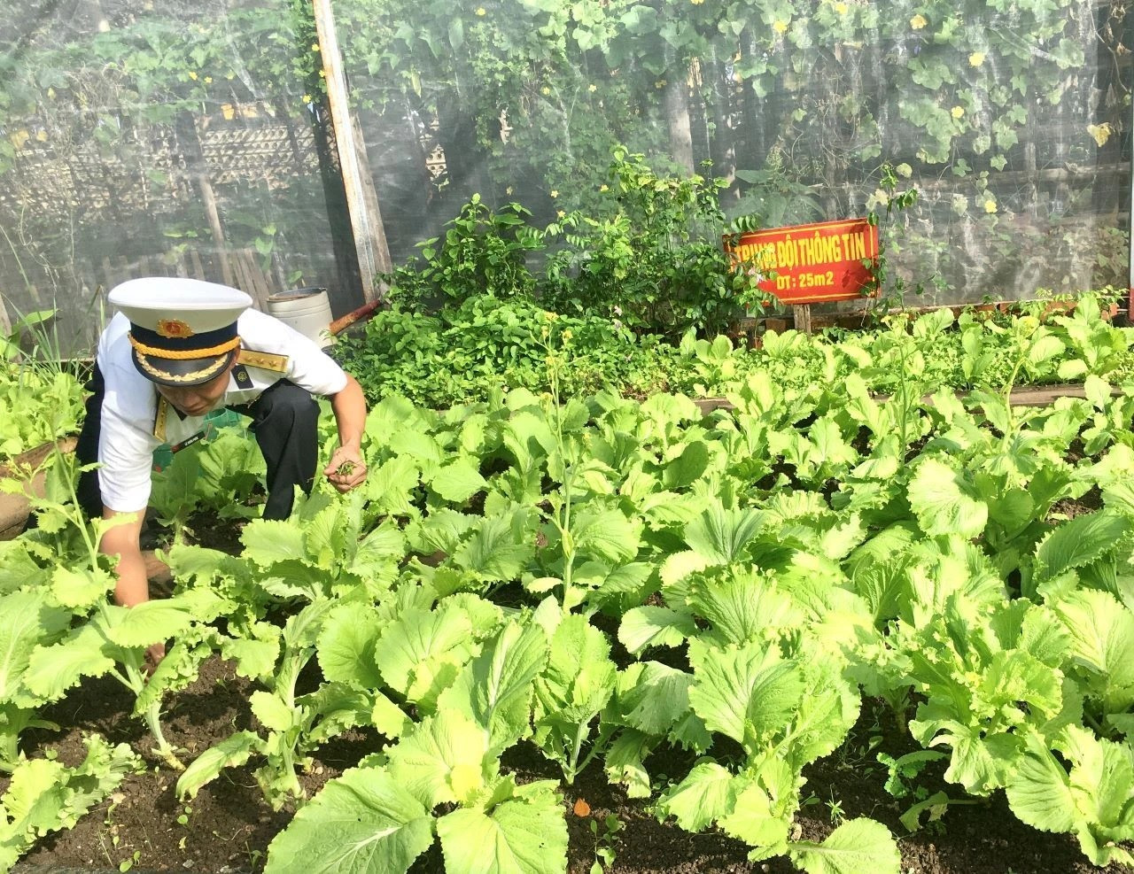 Les soldats de Truong Sa s’occupent du jardin de légumes. Les soldats de Truong Sa s’occupent du jardin de légumes.