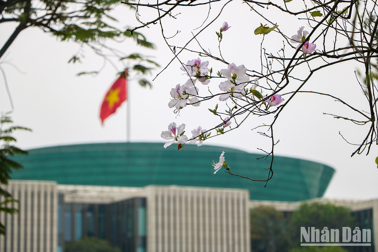 La bauhinie, fleur typique de la région montagneuse du Nord-Ouest du Vietnam, s’épanouit généralement en fin février et début mars.