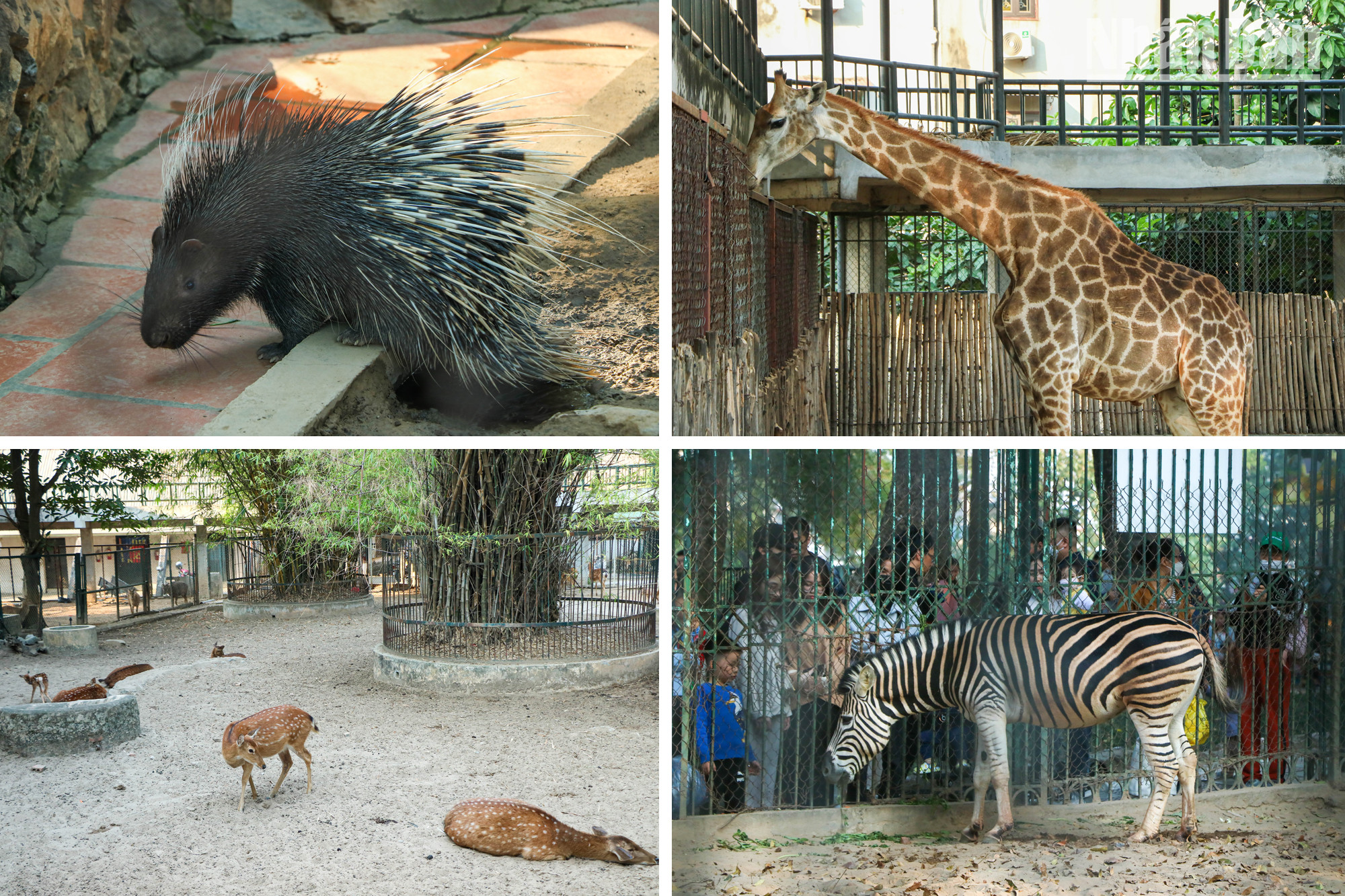 Le parc Thu Lê est comme un zoo avec de nombreuses espèces d’animaux sauvages vivant dans différentes zones du parc. À ce jour, le parc compte près de 600 individus de 95 espèces d’animaux, dont des hippopotames, des tigres ou encore des chevaux sauvages. Le parc Thu Lê est comme un zoo avec de nombreuses espèces d’animaux sauvages vivant dans différentes zones du parc. À ce jour, le parc compte près de 600 individus de 95 espèces d’animaux, dont des hippopotames, des tigres ou encore des chevaux sauvages.