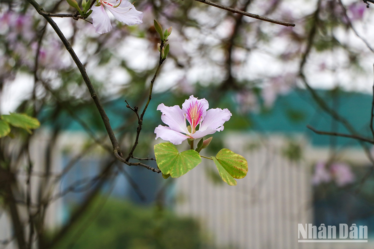 Les couleurs et les parfums de la région du Nord-Ouest au cœur de la capitale Hanoï.