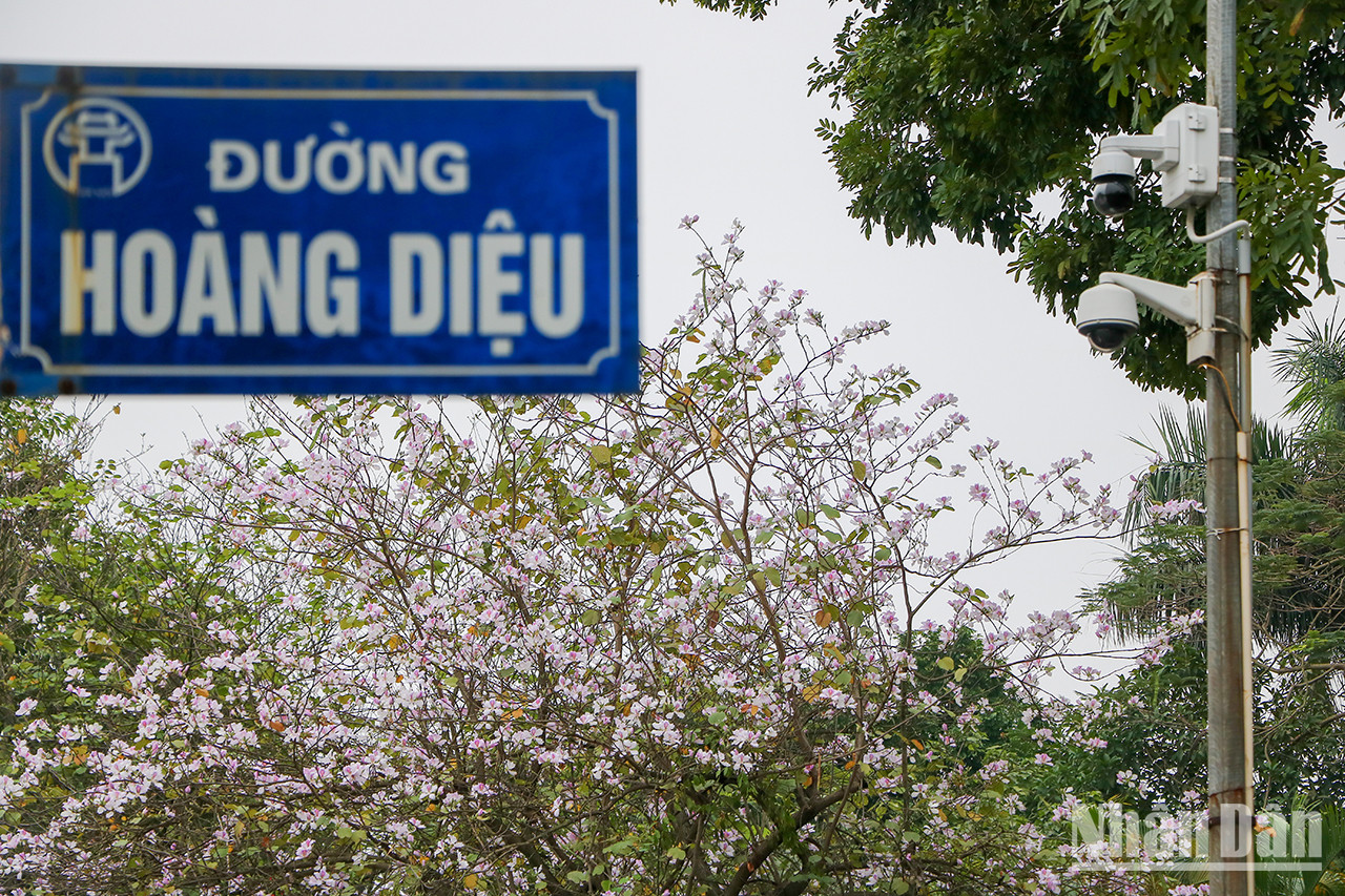 Une bauhinie fleurit dans la rue Hoàng Diêu.