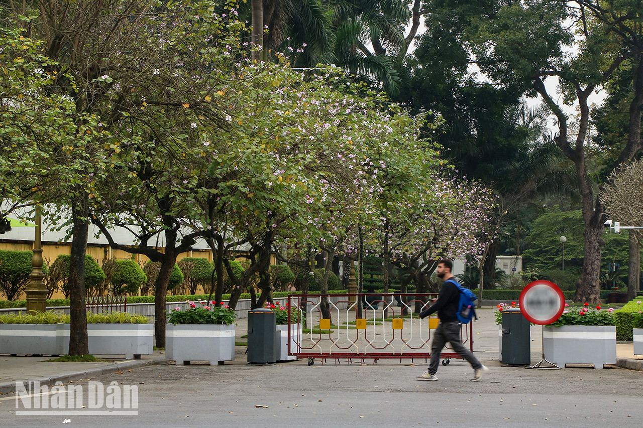 Les rangées de bauhinies le long de la rue Bac Son commencent à éclore.