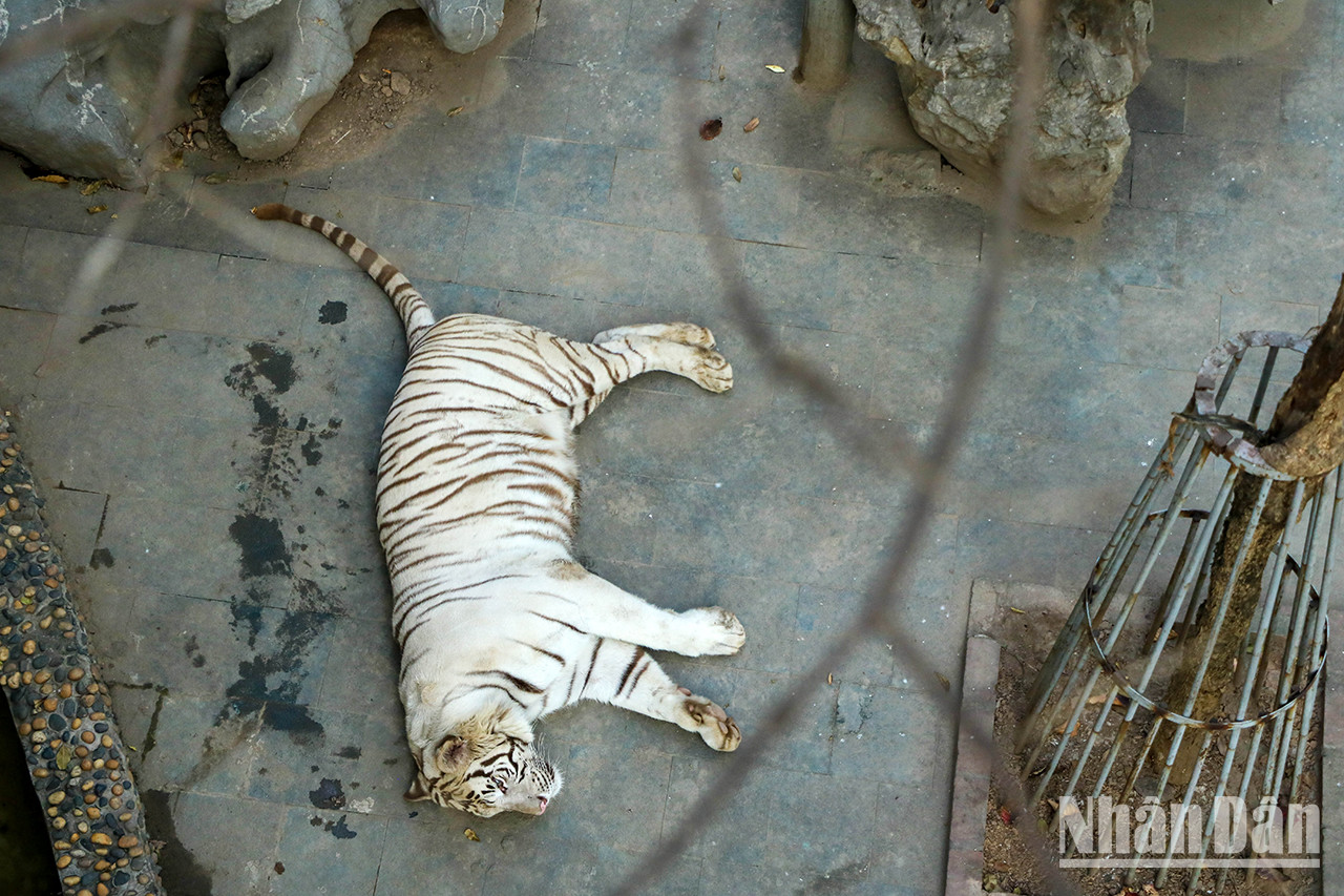 Hanoï : le parc zoologique de Thu Lê et ses particularités ảnh 8 Hanoï : le parc zoologique de Thu Lê et ses particularités ảnh 8