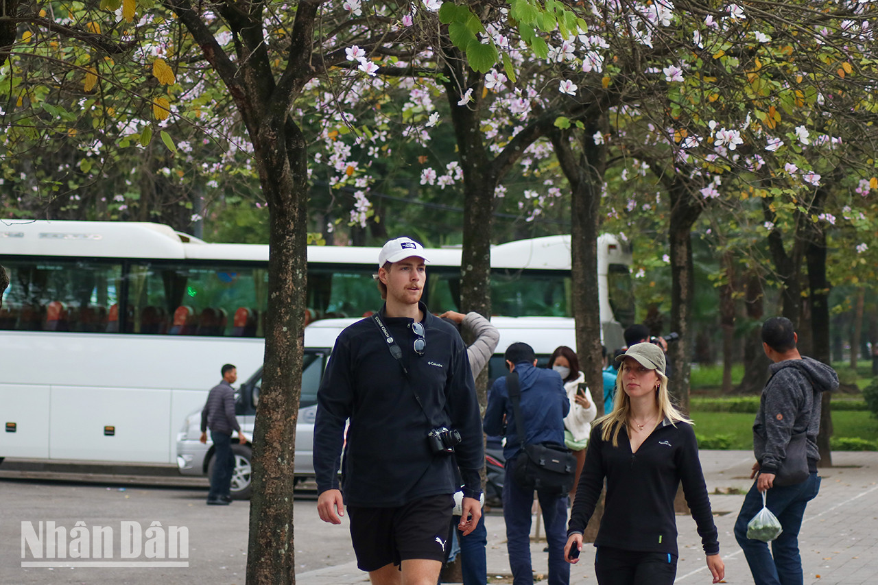 Les touristes étrangers aiment admirer les fleurs de bauhinie.