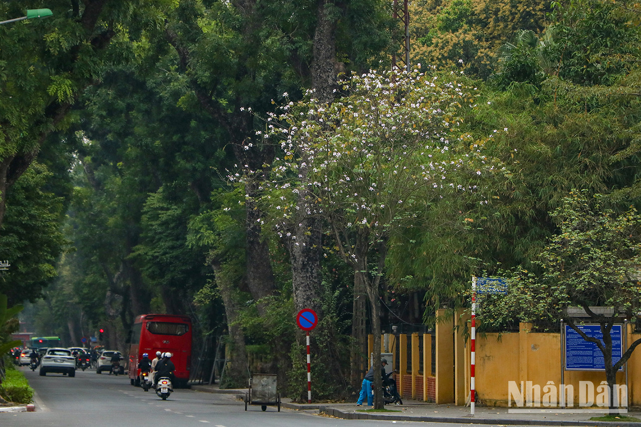 Les fleurs de bauhinie embellissent Hanoï pendant les jours de février.