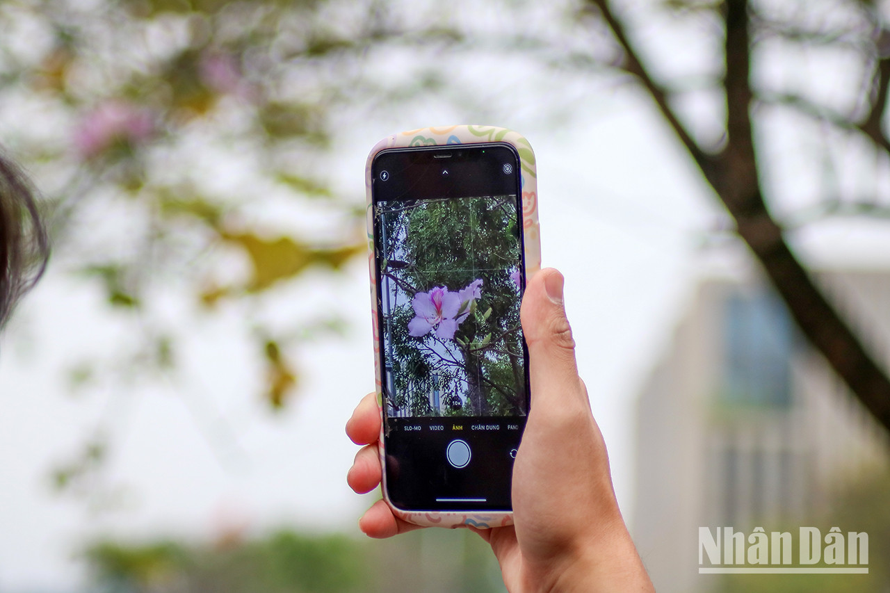 Des habitants prennent des photos des fleurs de bauhinie avec leurs téléphones.