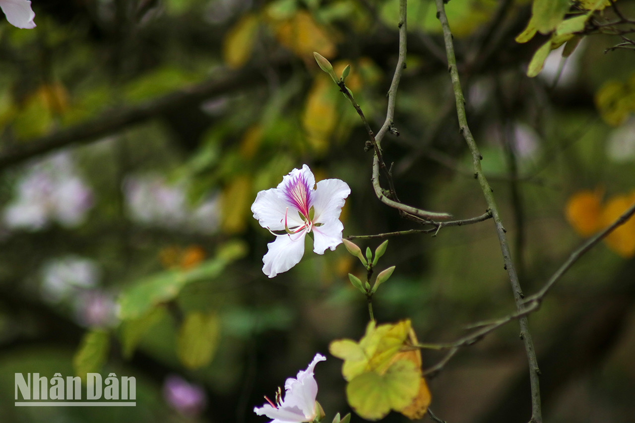 Les fleurs blanches, agrémentées d’un peu de rose violet, créent un paysage romantique et poétique.