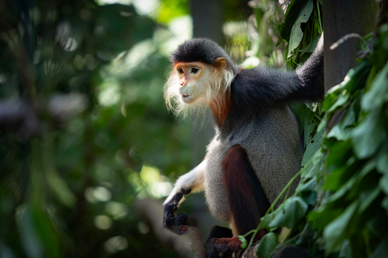 Un douc à pattes brunes dans le parc national de Cuc Phuong. Photo : Dantri. Un douc à pattes brunes dans le parc national de Cuc Phuong. Photo : Dantri.