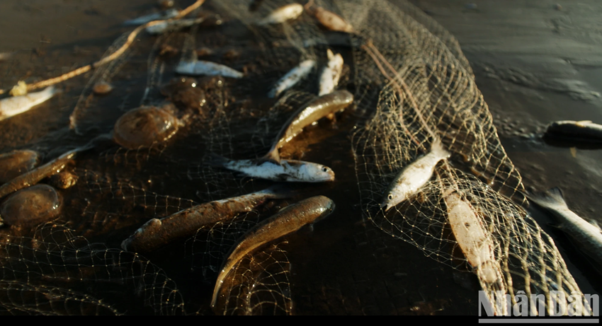 Chaque sortie de pêche côtière au filet s’étend sur une quinzaine à vingt minutes. Si les prises sont moindres comparées à celles des campagnes hauturières, cette activité constitue néanmoins une source de revenus essentielle pour de nombreux pêcheurs dépourvus de navires de grande taille, assurant ainsi la pérennité et la résilience de leur subsistance en bord de mer. Photo : Nhân Dân. Chaque sortie de pêche côtière au filet s’étend sur une quinzaine à vingt minutes. Si les prises sont moindres comparées à celles des campagnes hauturières, cette activité constitue néanmoins une source de revenus essentielle pour de nombreux pêcheurs dépourvus de navires de grande taille, assurant ainsi la pérennité et la résilience de leur subsistance en bord de mer. Photo : Nhân Dân.