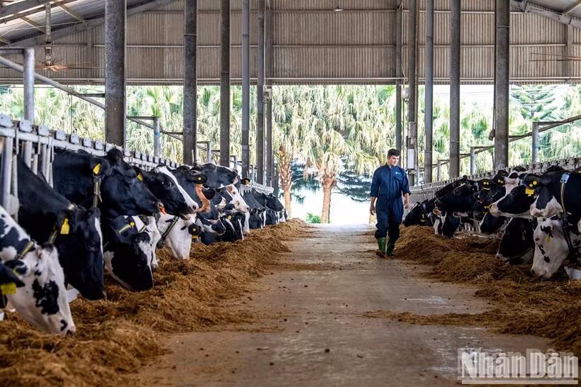 Dans la ferme d'élevage de Moc Chau Milk. Photo : NDEL.