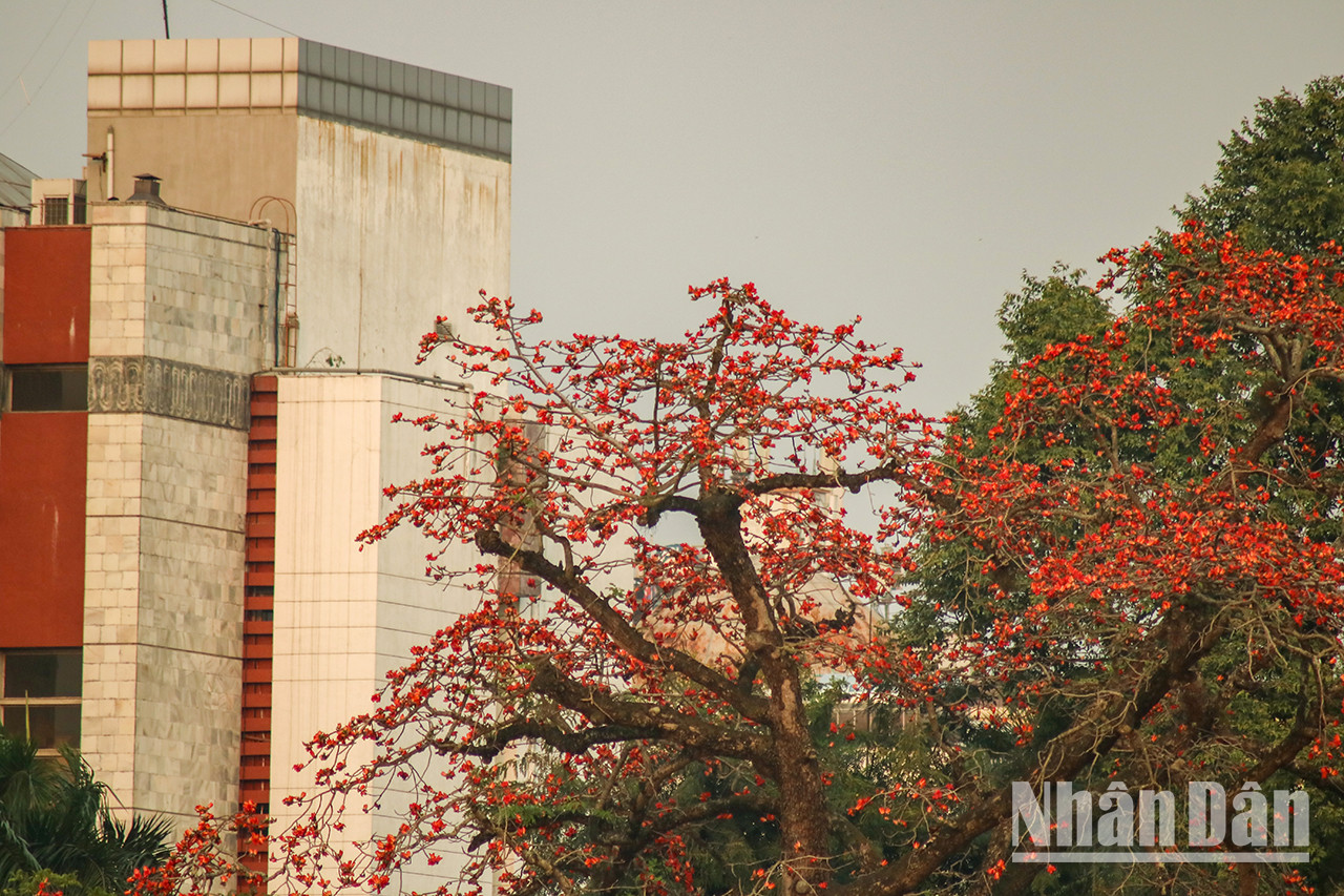 La couleur rouge vif des « hoa gạo » illumine un coin du ciel, signalant la fin de la saison froide. La couleur rouge vif des « hoa gạo » illumine un coin du ciel, signalant la fin de la saison froide.