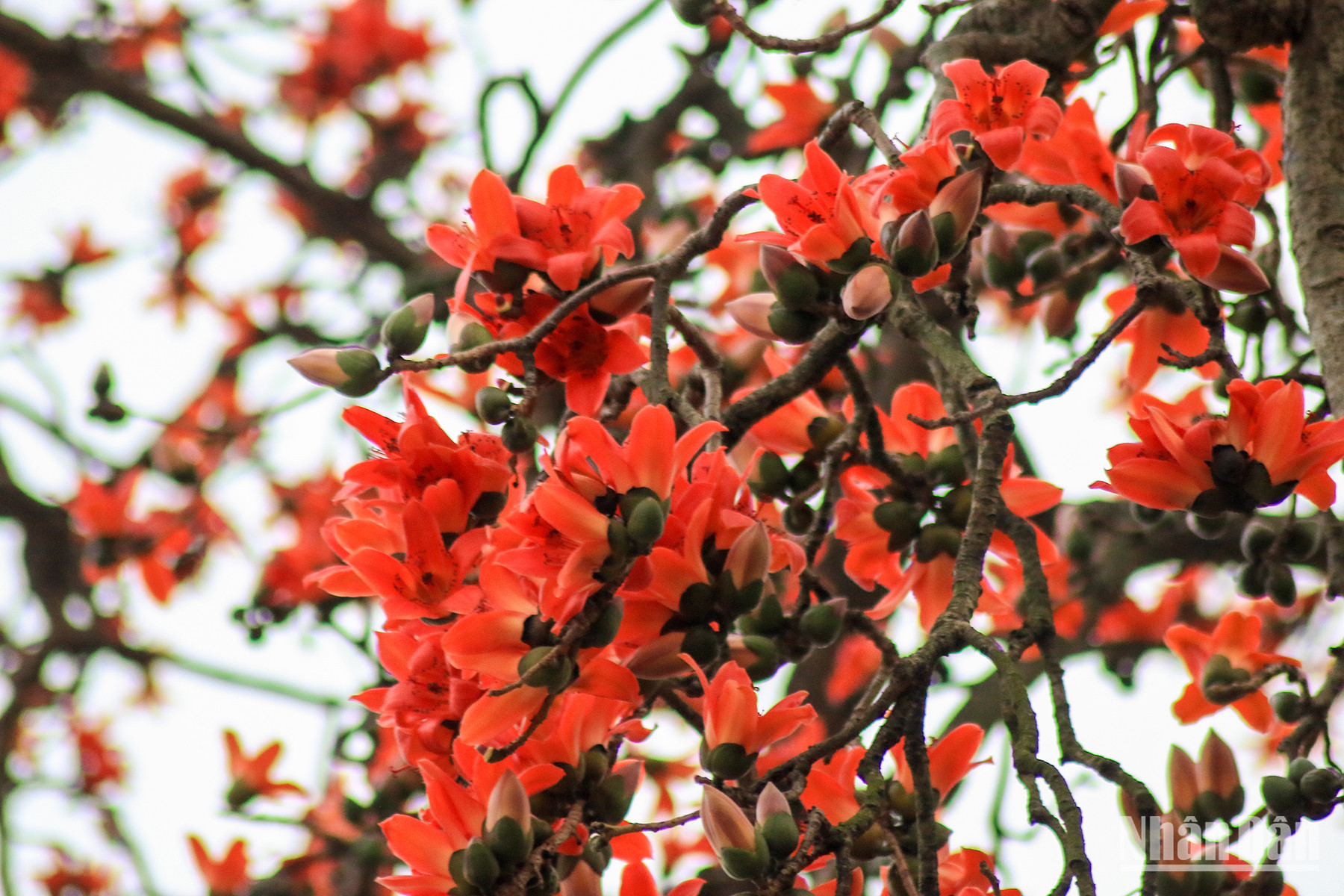 Les fleurs de bombax ceiba laissent toujours un beau souvenir auprès de nombreuses personnes. Les fleurs de bombax ceiba laissent toujours un beau souvenir auprès de nombreuses personnes.