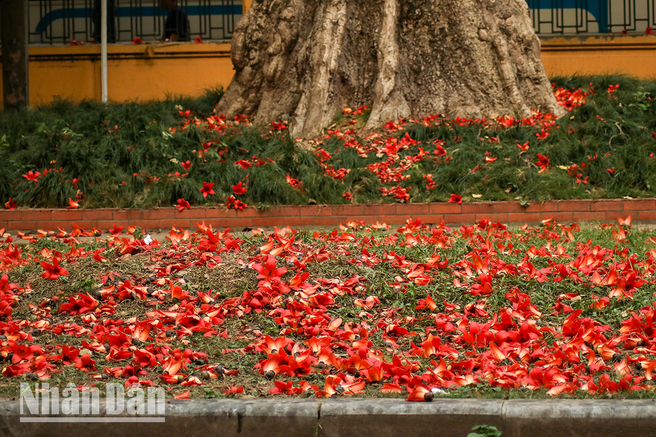 Les fleurs "hoa gạo" qui tombent sur la rue créent un sentiment romantique à chaque passage. Les fleurs "hoa gạo" qui tombent sur la rue créent un sentiment romantique à chaque passage.