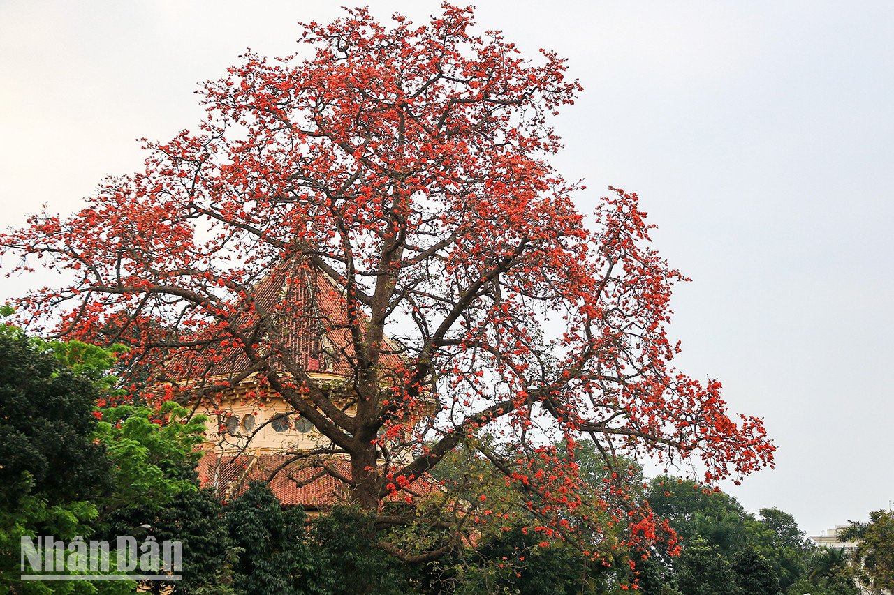 L'arbre de bombax ceiba centenaire situé au Musée national d'Histoire, n° 1, rue Tràng Tiên, dans l’arrondissement de Hoàn Kiêm, à Hanoï, a commencé à fleurir, attirant tous les regards des gens lors de leur passage. L'arbre de bombax ceiba centenaire situé au Musée national d'Histoire, n° 1, rue Tràng Tiên, dans l’arrondissement de Hoàn Kiêm, à Hanoï, a commencé à fleurir, attirant tous les regards des gens lors de leur passage.