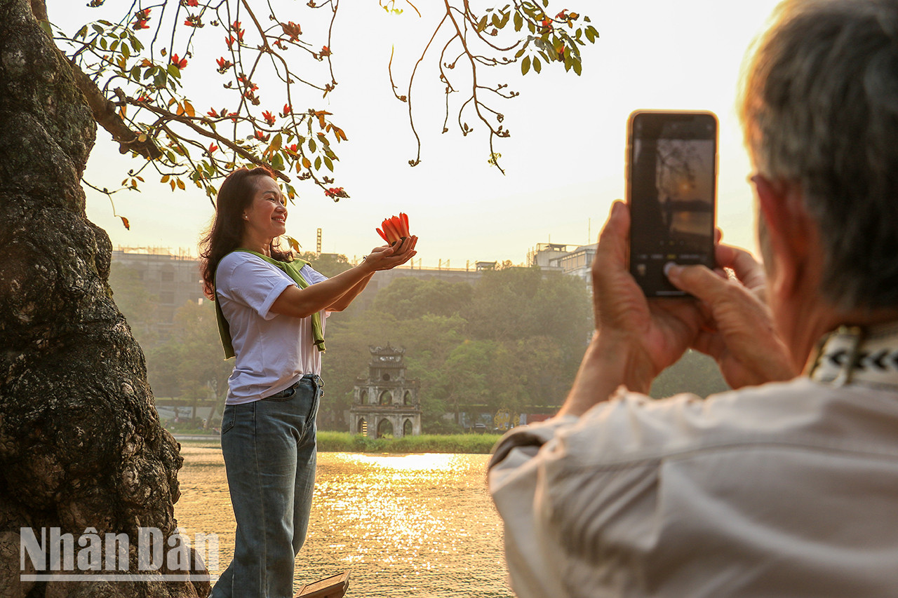 Un homme prend une photo de l'arbre « hoa gạo », capturant le beau moment. Un homme prend une photo de l'arbre « hoa gạo », capturant le beau moment.