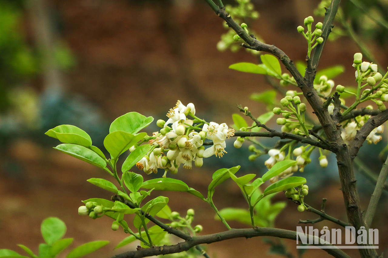 Les fleurs de pamplemoussier ont de nombreuses utilités, telles que l’aromatisation du thé, la fabrication de biscuits et de bonbons, le soin des maux de tête ou encore la préparation du shampoing... Les fleurs de pamplemoussier ont de nombreuses utilités, telles que l’aromatisation du thé, la fabrication de biscuits et de bonbons, le soin des maux de tête ou encore la préparation du shampoing...
