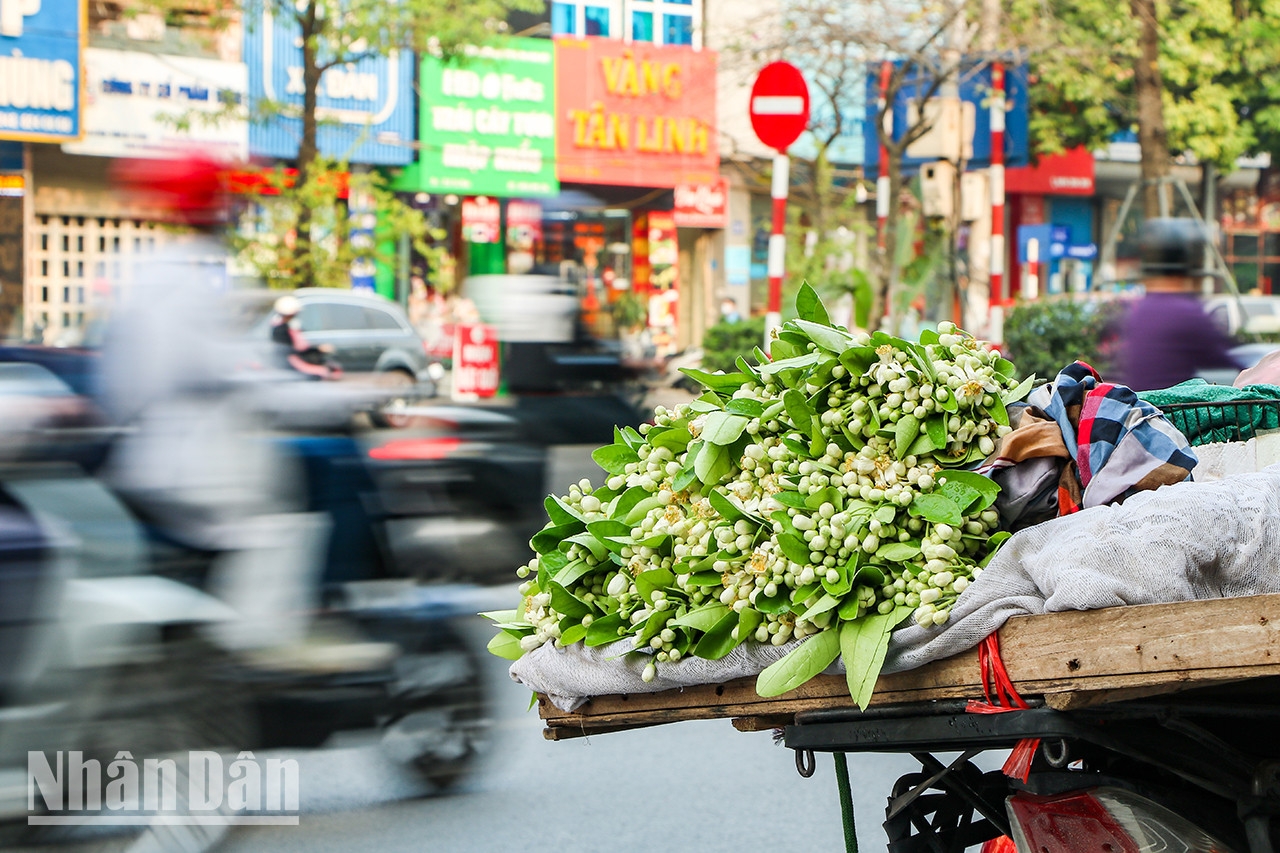 Nous pouvons voir des marchands ambulants portant une palanche avec des paniers de fleurs de pamplemoussier. Nous pouvons voir des marchands ambulants portant une palanche avec des paniers de fleurs de pamplemoussier.