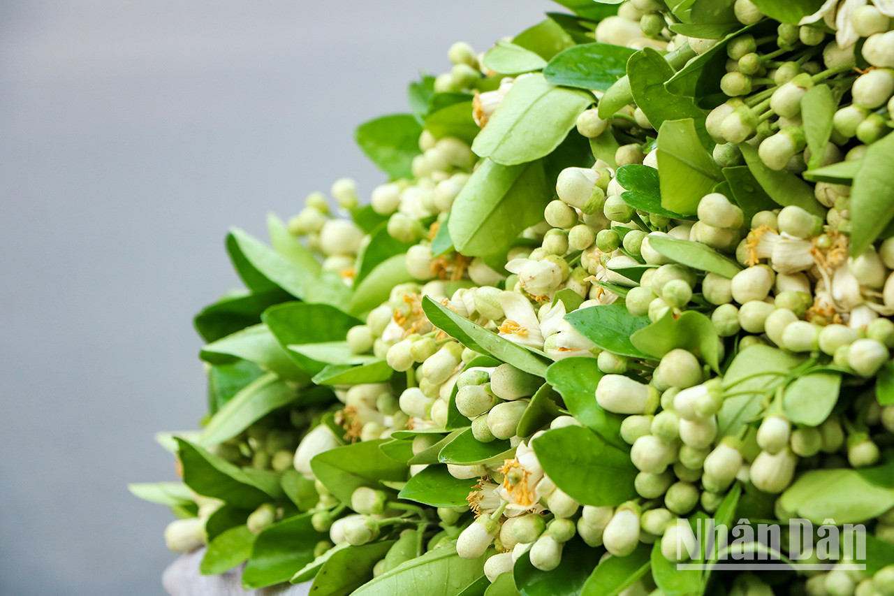 Les fleurs de pamplemoussier renferment les caractéristiques uniques de Hanoï. Leur parfum délicat apaise l’âme et nous réconforte. Les fleurs de pamplemoussier renferment les caractéristiques uniques de Hanoï. Leur parfum délicat apaise l’âme et nous réconforte.