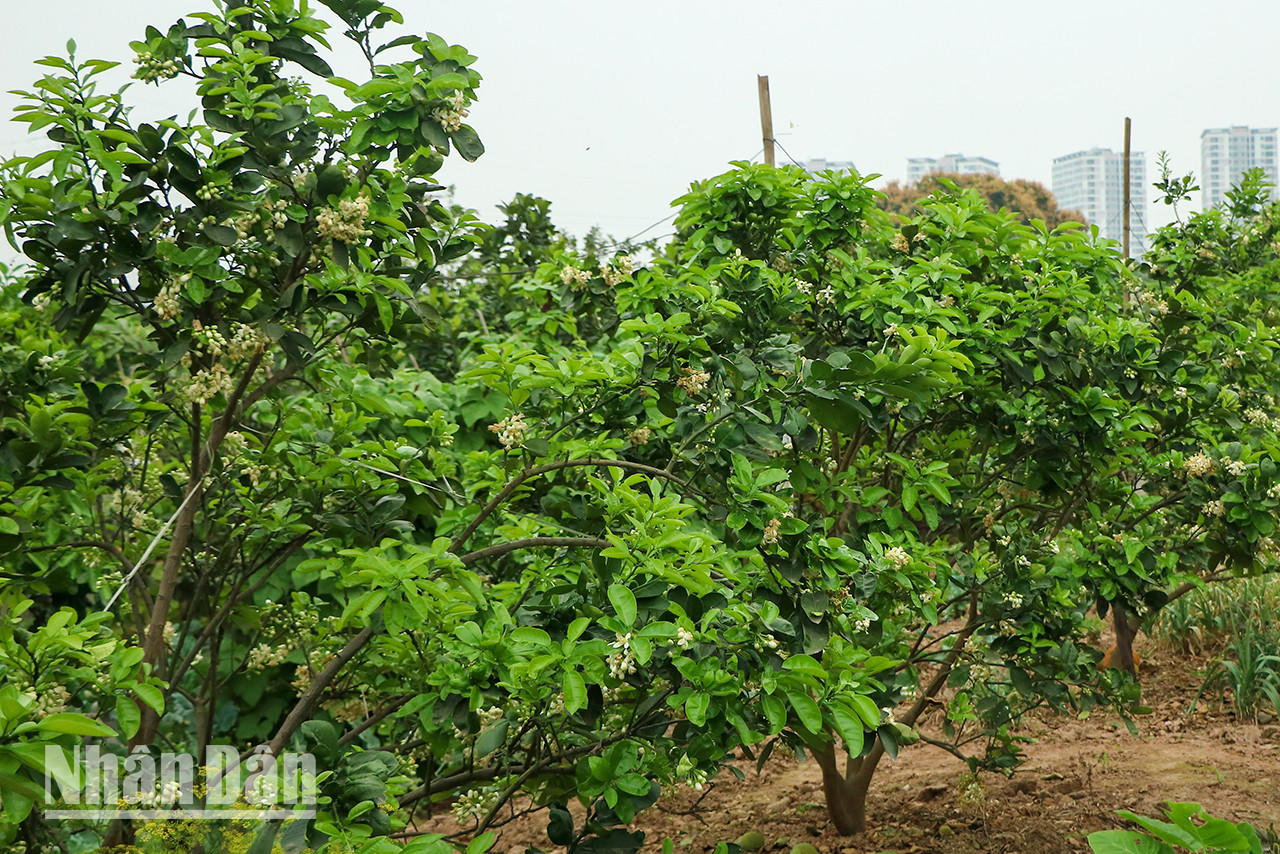 Les marchands ambulants vendent ces fleurs qui proviennent principalement des jardins de pamplemoussier de Phuc Diên (dans l'arrondissement de Bac Tu Liêm, capitale Hanoï). Les marchands ambulants vendent ces fleurs qui proviennent principalement des jardins de pamplemoussier de Phuc Diên (dans l'arrondissement de Bac Tu Liêm, capitale Hanoï).