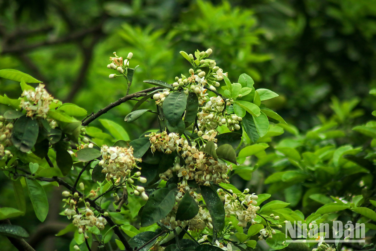 Les fleurs de pamplemoussier avec leurs pistils jaunes poussent en grappes. Les fleurs de pamplemoussier avec leurs pistils jaunes poussent en grappes.