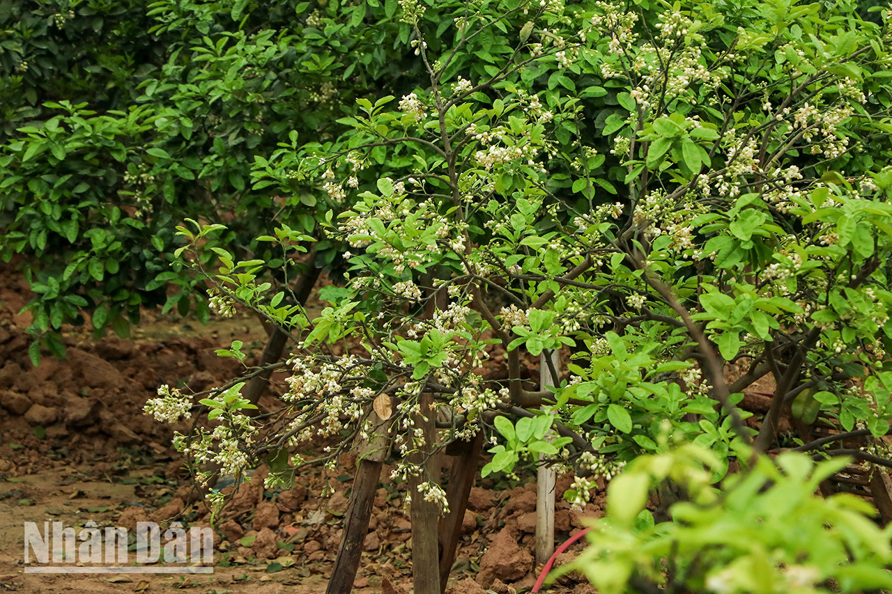 Les pamplemoussiers en pleine floraison attendent la récolte. De loin, nous pouvons déjà sentir le parfum de leurs fleurs. Les pamplemoussiers en pleine floraison attendent la récolte. De loin, nous pouvons déjà sentir le parfum de leurs fleurs.