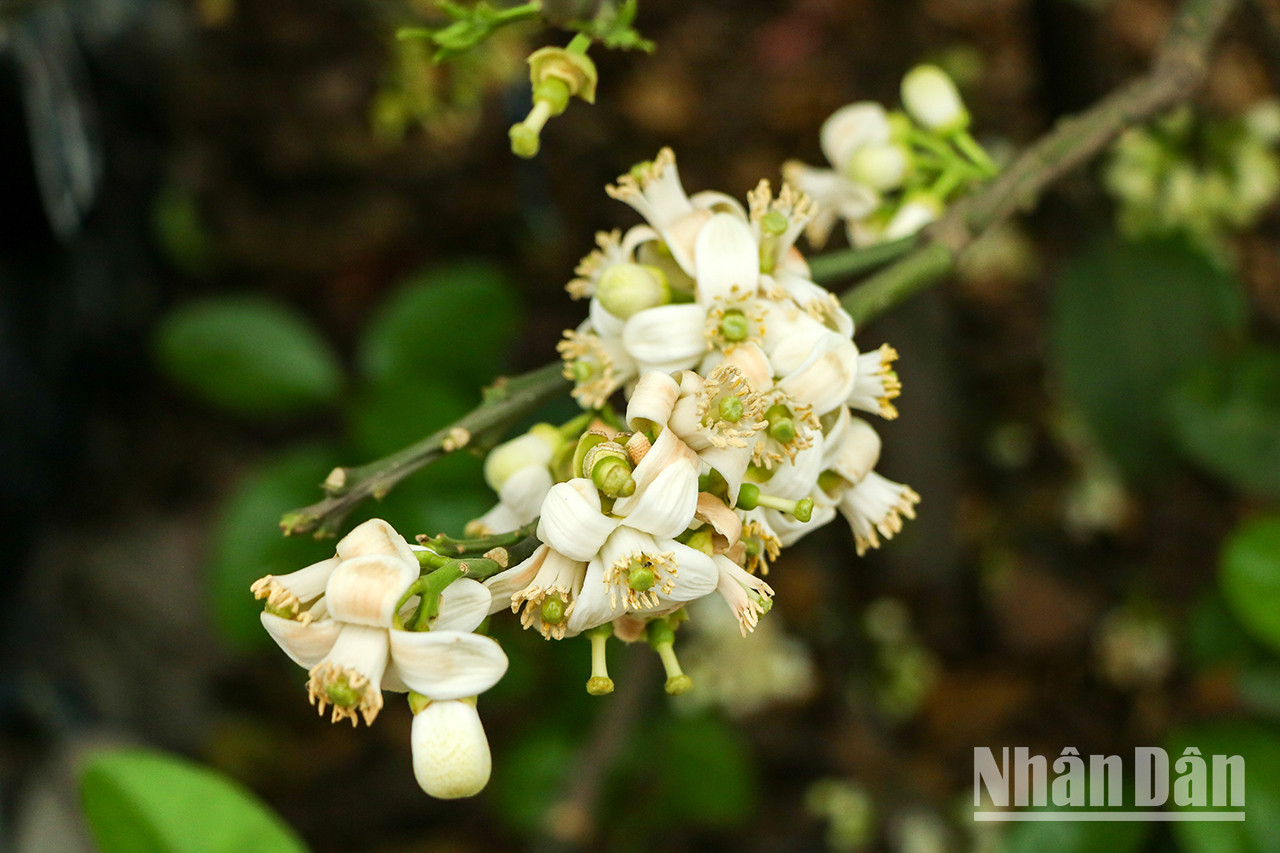 Elles sont d’une blancheur immaculée qui illustre la simplicité et la douceur. Elles sont d’une blancheur immaculée qui illustre la simplicité et la douceur.