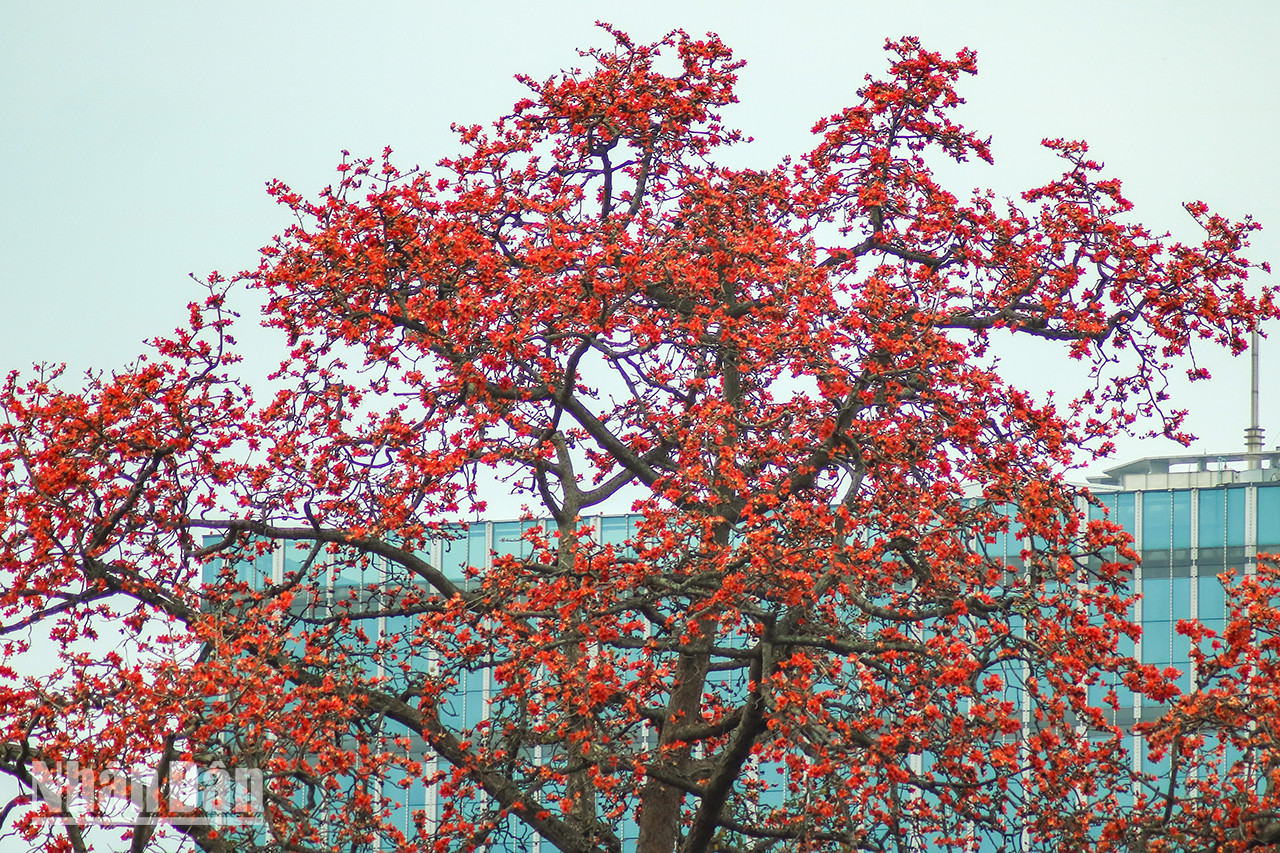 La fleur de bombax ceiba a 5 pétales rouge brillant, avec des pistils droits. C'est une fleur typique du Nord, qui s’épanouit généralement au moment du changement de saison entre mars et début avril. La fleur de bombax ceiba a 5 pétales rouge brillant, avec des pistils droits. C'est une fleur typique du Nord, qui s’épanouit généralement au moment du changement de saison entre mars et début avril.