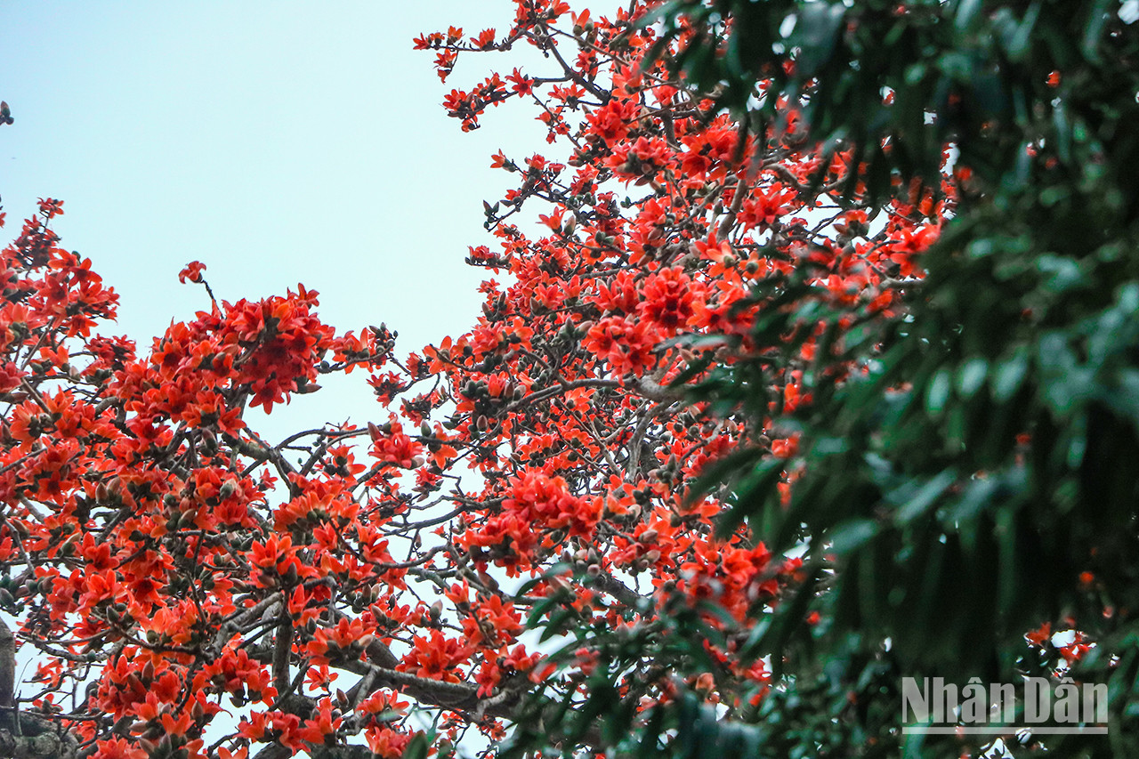 Lorsque la bombax ceiba fleurit, les feuilles vertes tombent pour laisser place à une belle couleur rouge. L'arbre « hoa gạo » vu de loin ressemble à un feu brûlant. Lorsque la bombax ceiba fleurit, les feuilles vertes tombent pour laisser place à une belle couleur rouge. L'arbre « hoa gạo » vu de loin ressemble à un feu brûlant.
