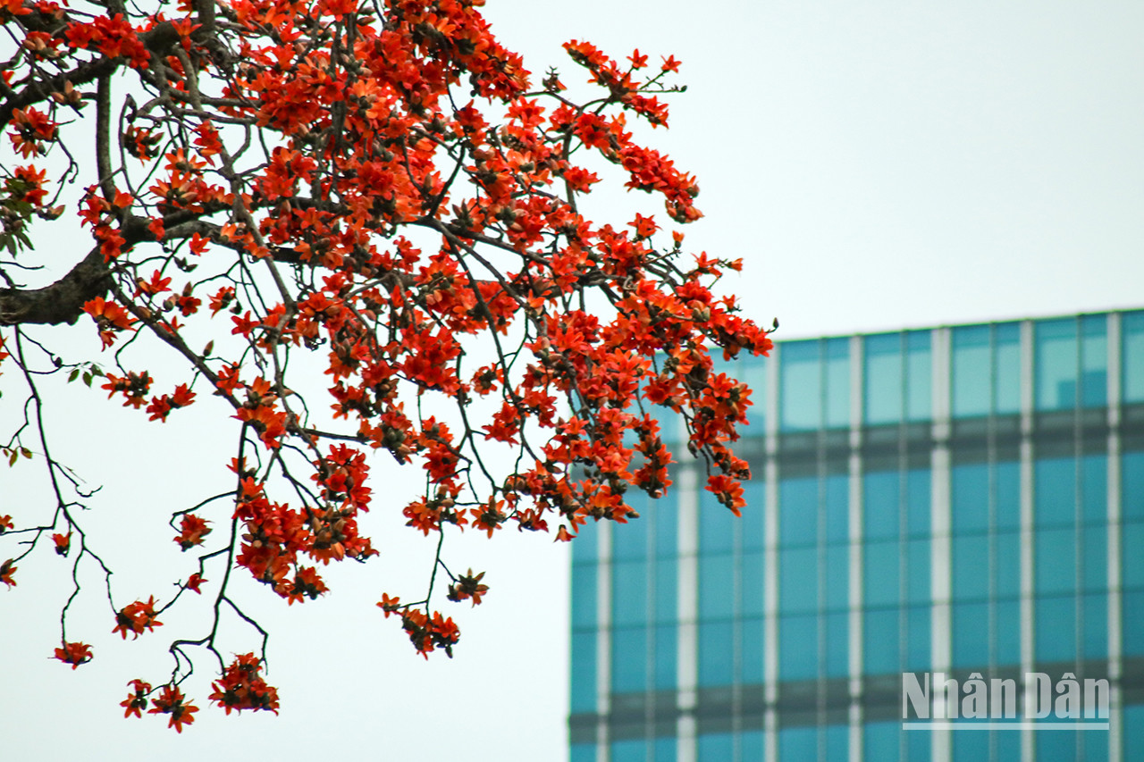Les fleurs de bombax ceiba commencent à s’épanouir brillamment, teignant le ciel de Hanoï en rouge. Les fleurs de bombax ceiba commencent à s’épanouir brillamment, teignant le ciel de Hanoï en rouge.