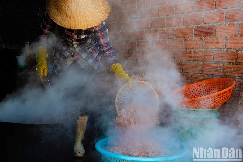 Transformation de crevettes séchées. Transformation de crevettes séchées.