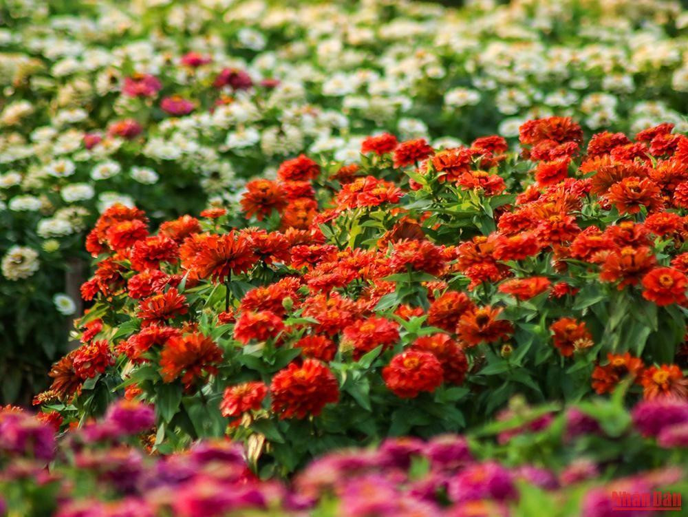 En découvrant la Vallée des Fleurs de Hô Tây, les visiteurs seront émerveillés par le paysage brillant et coloré des fleurs au temps d’automne. L’air y est frais, car elle est entourée d’arbres et de fleurs. En découvrant la Vallée des Fleurs de Hô Tây, les visiteurs seront émerveillés par le paysage brillant et coloré des fleurs au temps d’automne. L’air y est frais, car elle est entourée d’arbres et de fleurs.