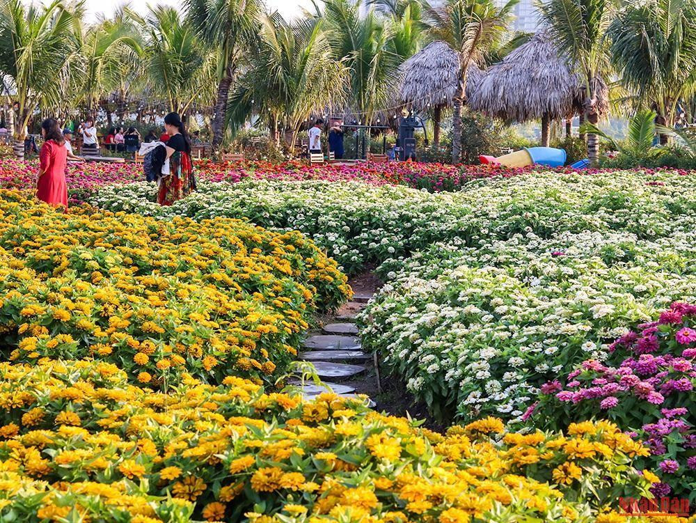 La Vallée des Fleurs de Hô Tây a été créée sur l’ancien étang de lotus. Elle est devenue un jardin de fleurs coloré, créant une aire de jeux saine et ludique. La Vallée des Fleurs de Hô Tây a été créée sur l’ancien étang de lotus. Elle est devenue un jardin de fleurs coloré, créant une aire de jeux saine et ludique.