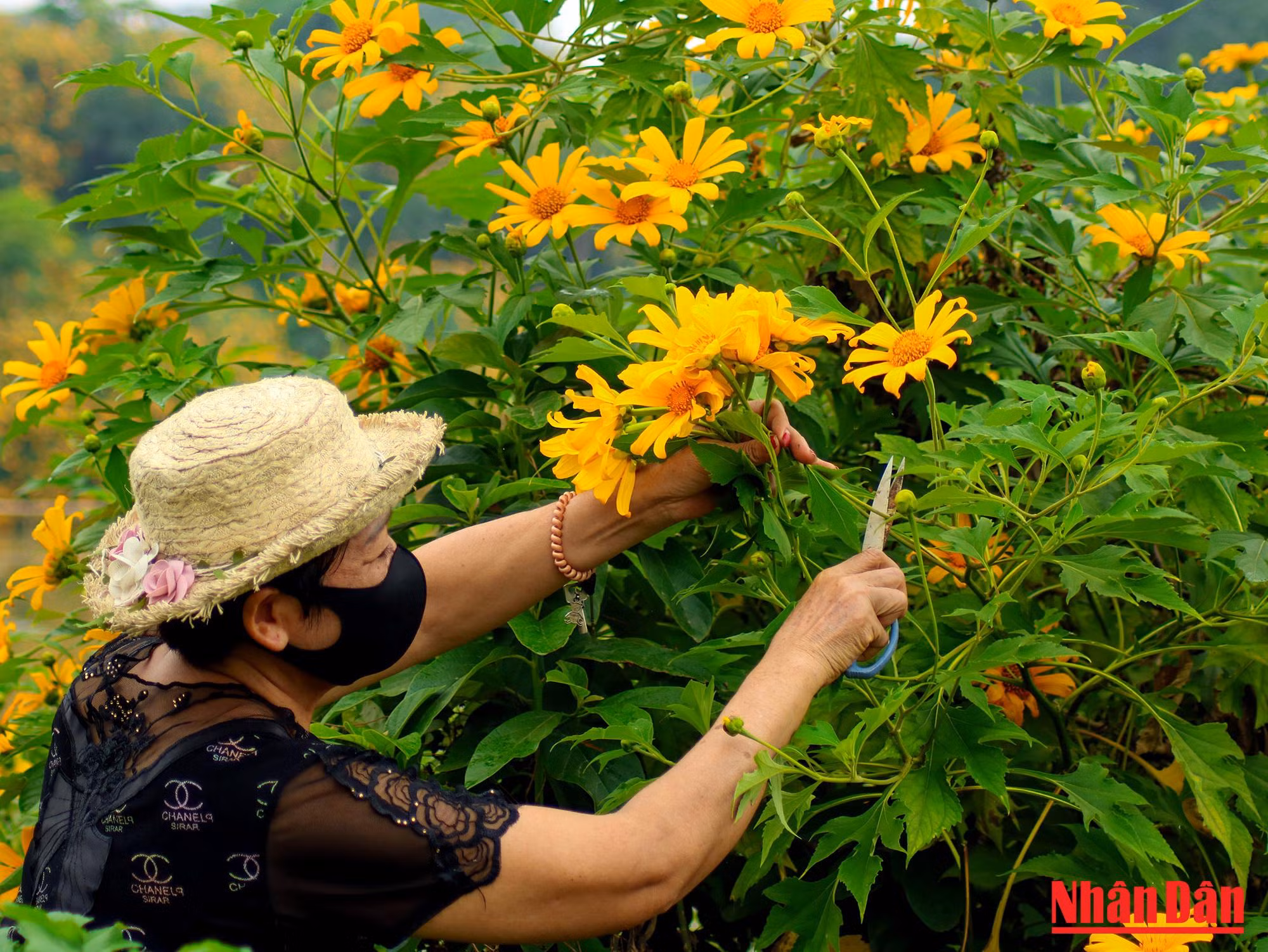 Ici, les fleurs sont soigneusement entretenues.